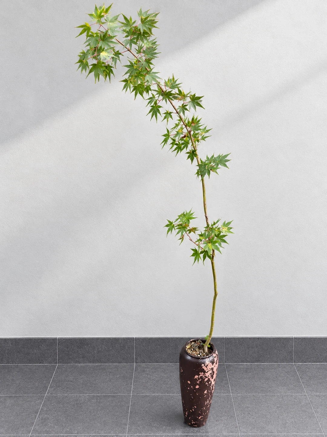 モミジ 盆栽 鉢植え 3点セットの写真2枚目
