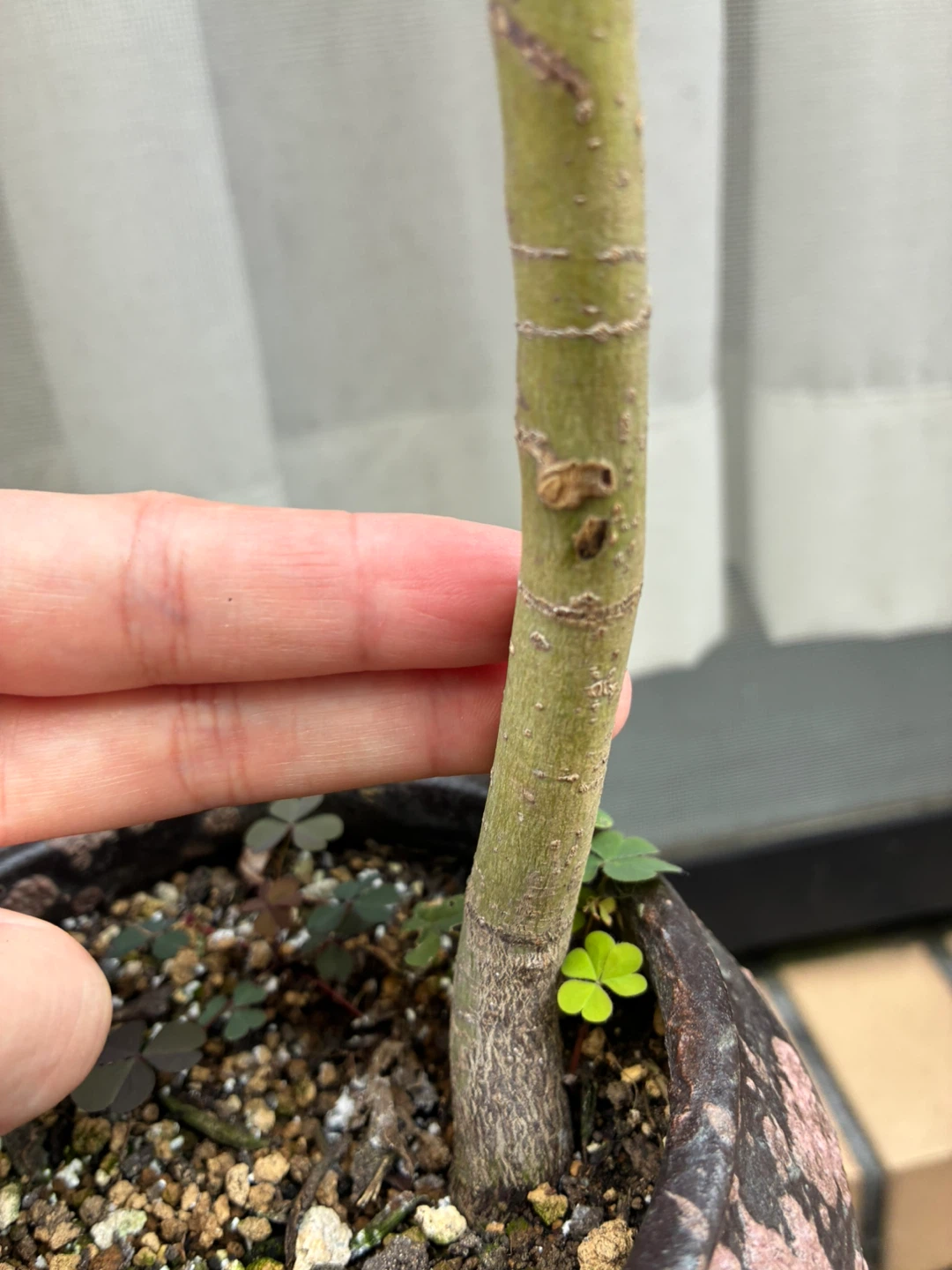 モミジ 盆栽 鉢植え 3点セットの写真4枚目