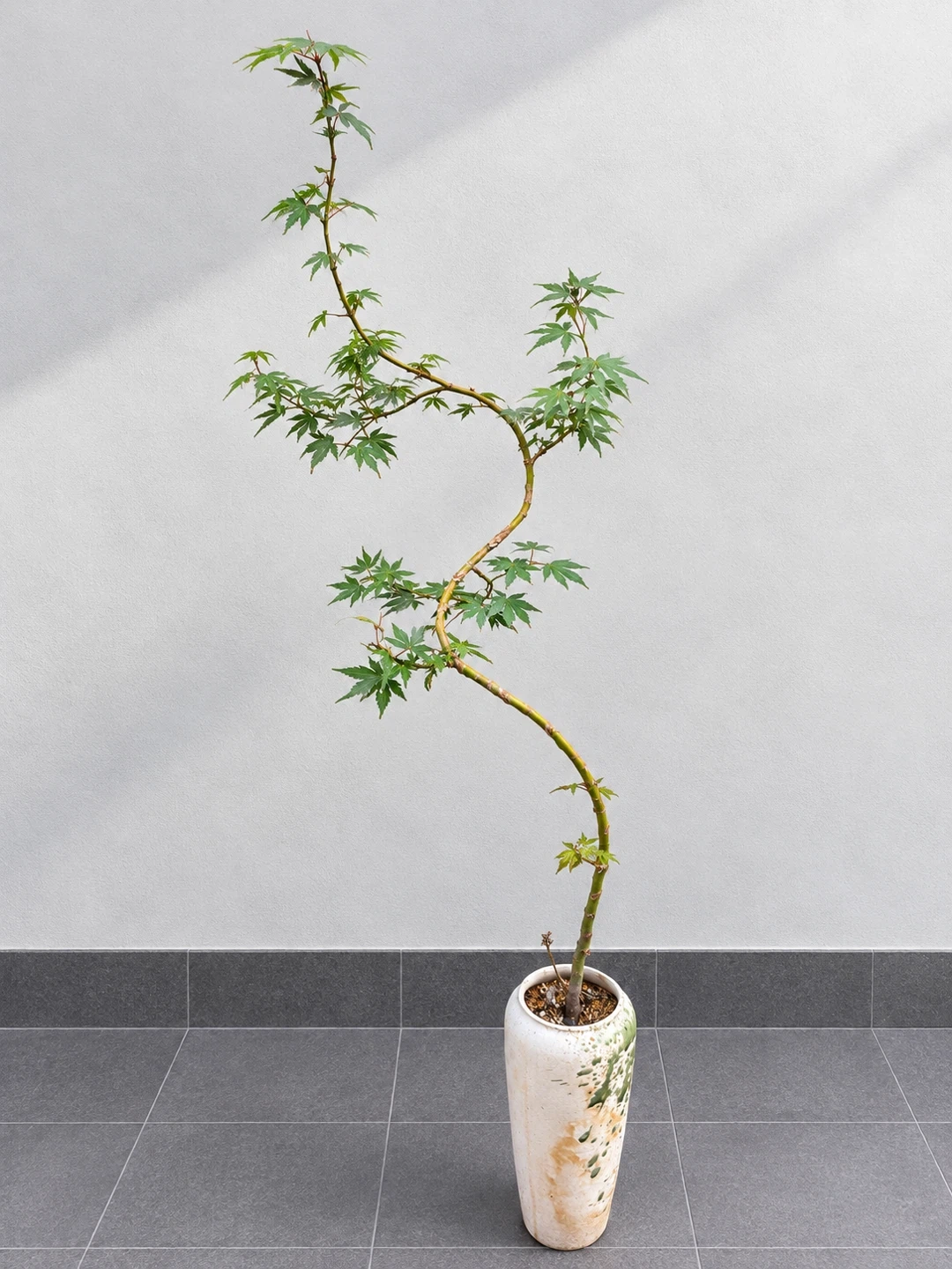 モミジ 盆栽 鉢植え 3点セットの写真5枚目
