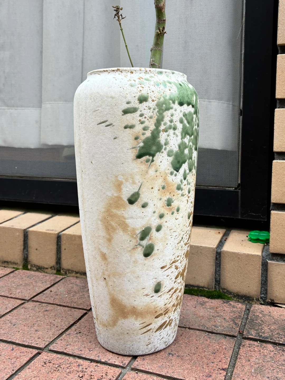 モミジ 盆栽 鉢植え 3点セットの写真6枚目
