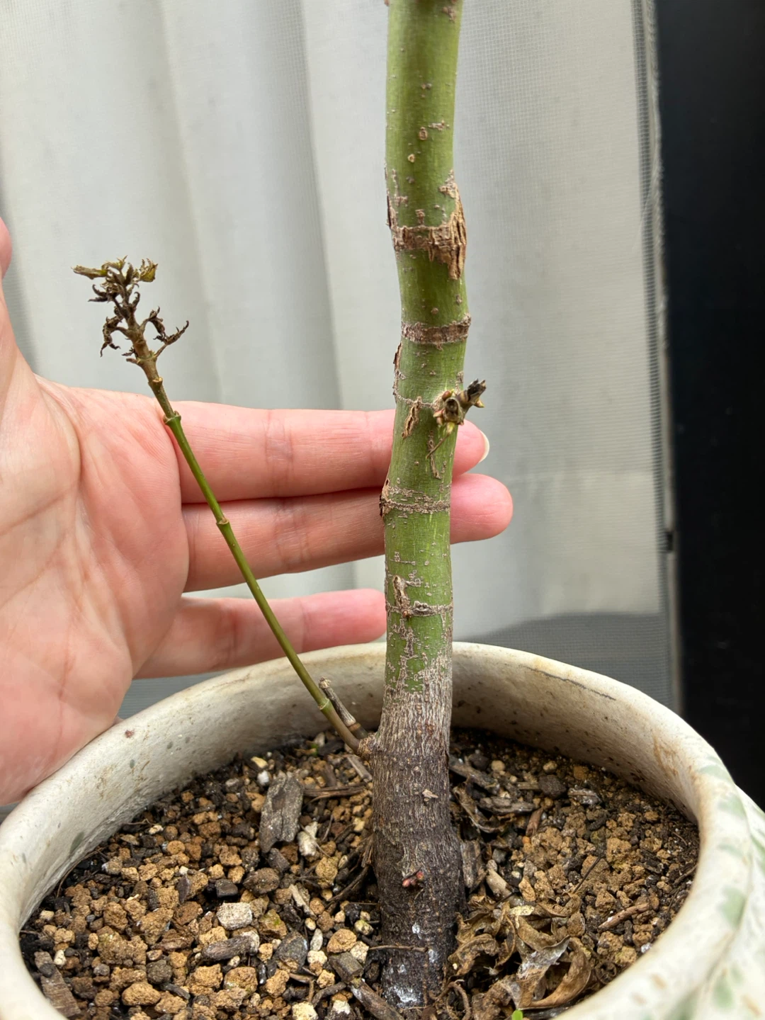 モミジ 盆栽 鉢植え 3点セットの写真7枚目