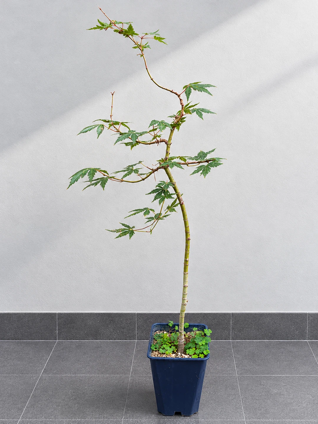 モミジ 盆栽 鉢植え 3点セットの写真8枚目