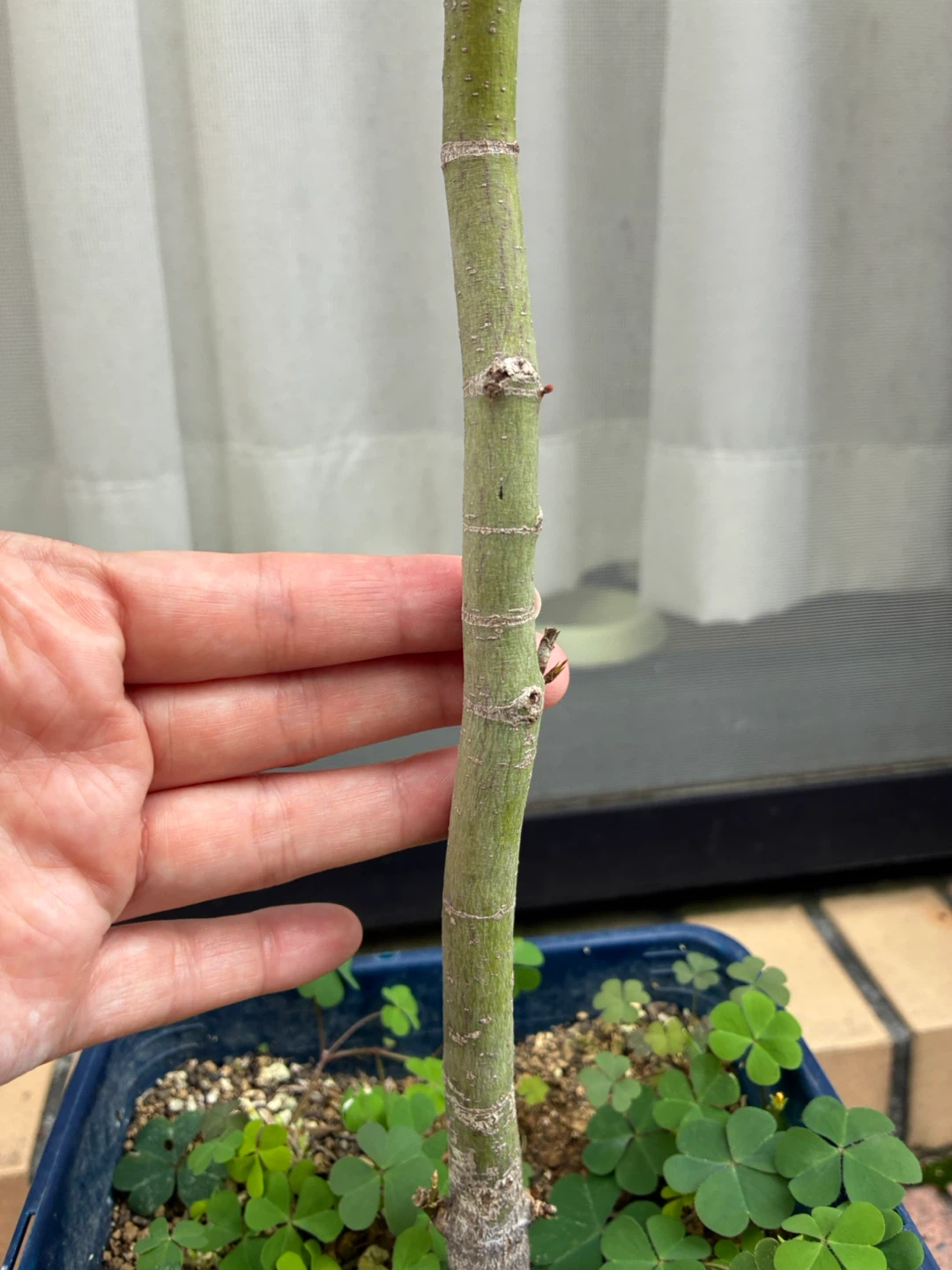モミジ 盆栽 鉢植え 3点セットの写真9枚目