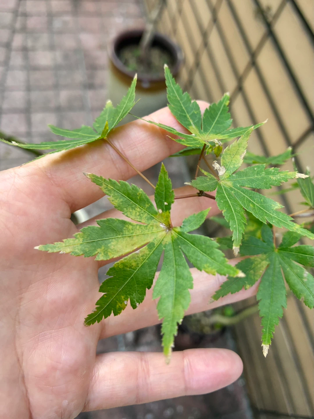 モミジ 盆栽 鉢植え 3点セットの写真10枚目