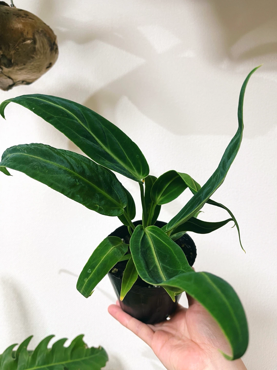 アンスリウム･ワロクアナム 観葉植物