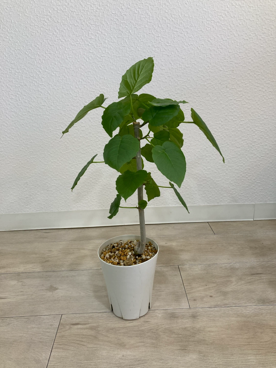 フィカス ウンベラータ 観葉植物 高さ46cm