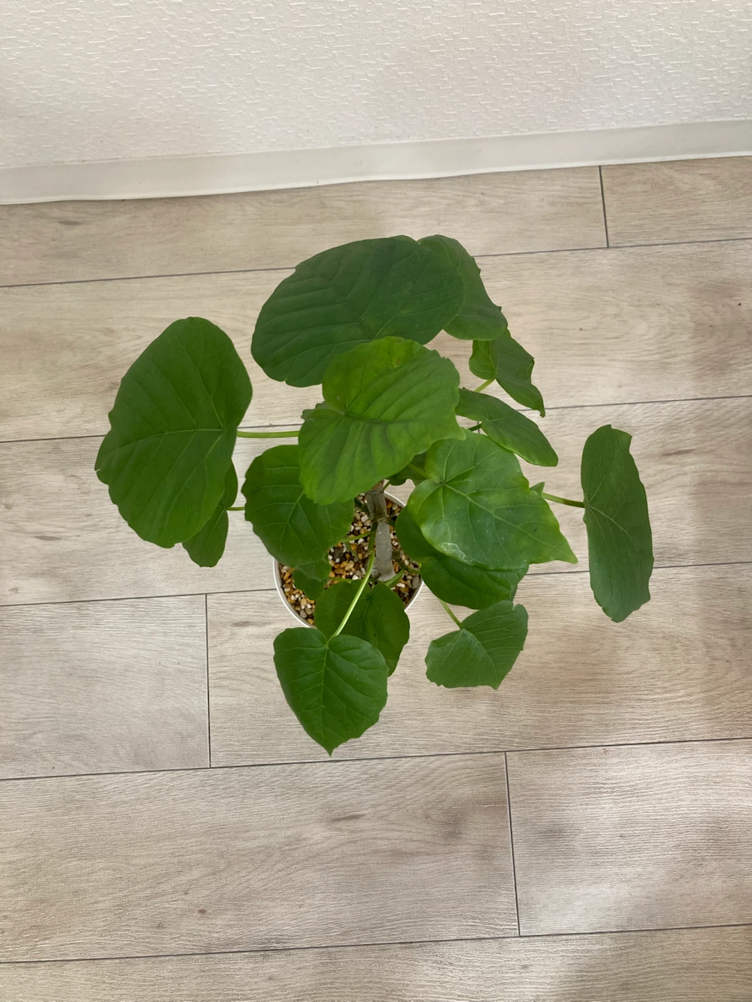 フィカス ウンベラータ 観葉植物 高さ46cmの写真2枚目