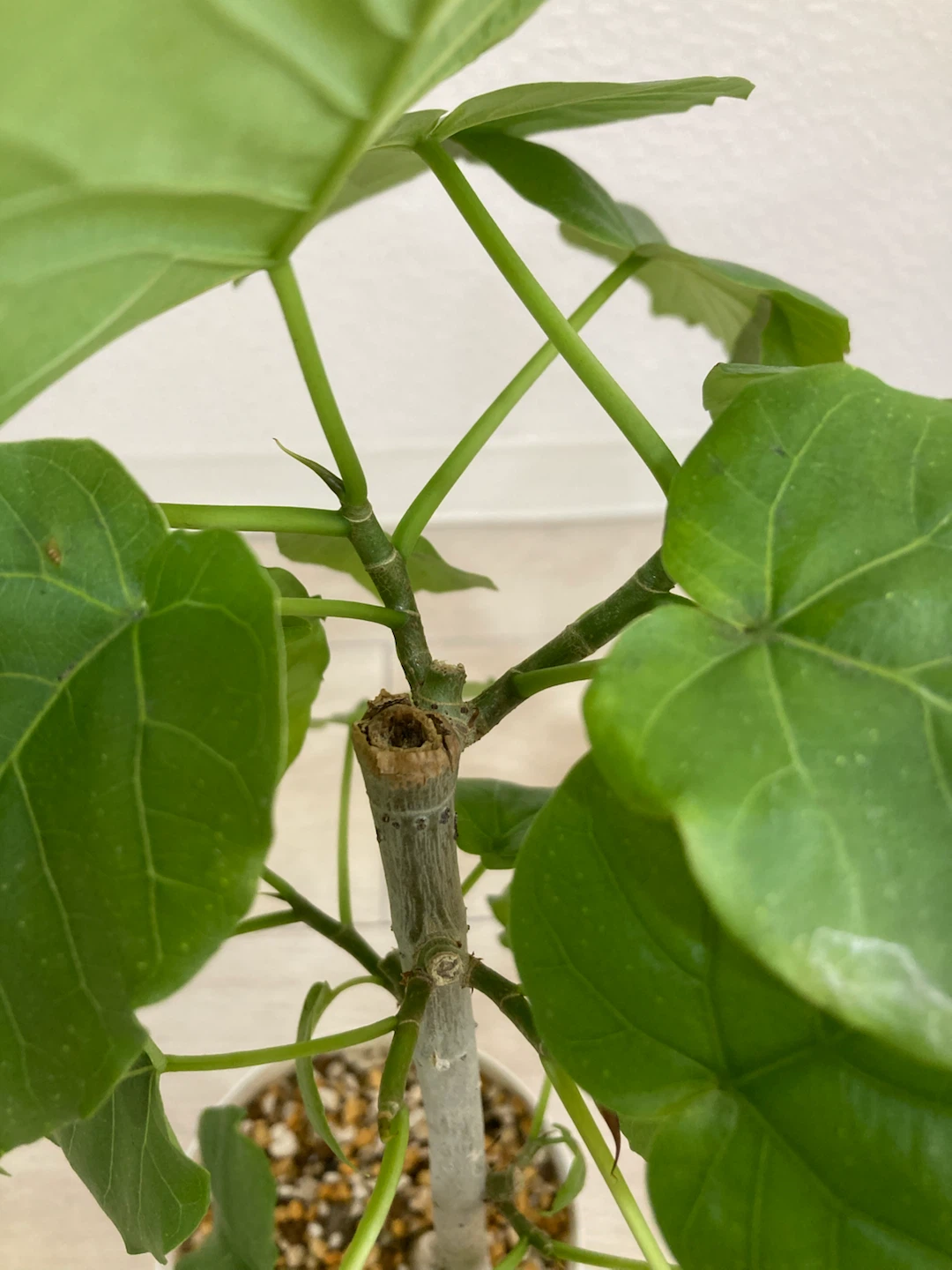 フィカス ウンベラータ 観葉植物 高さ46cmの写真3枚目