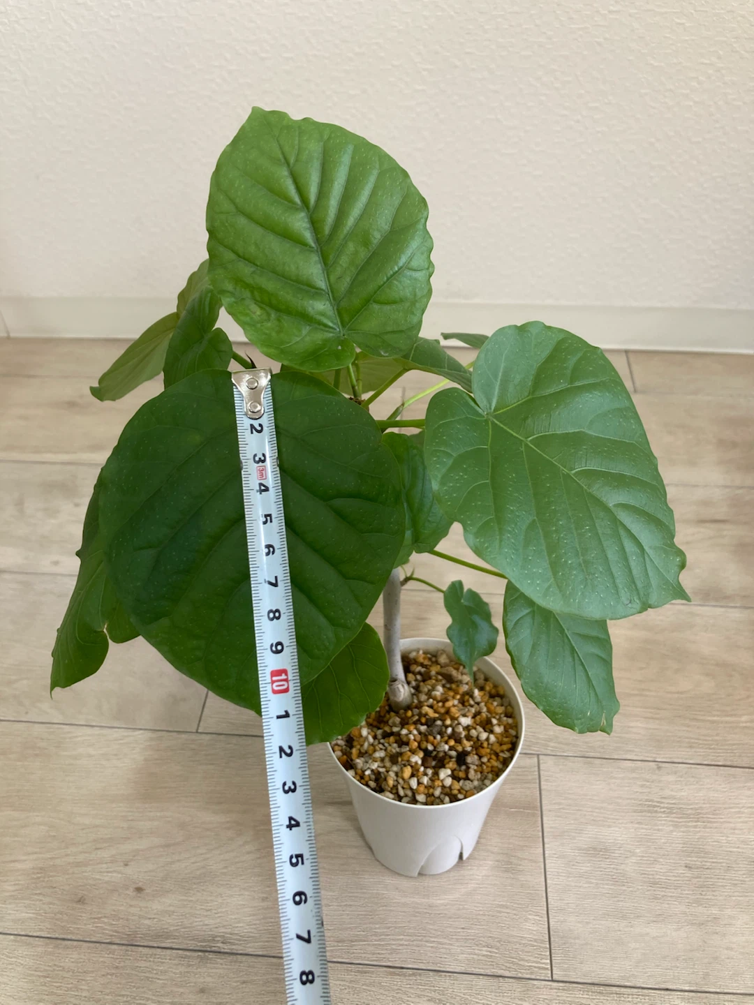 フィカス ウンベラータ 観葉植物 高さ46cmの写真5枚目