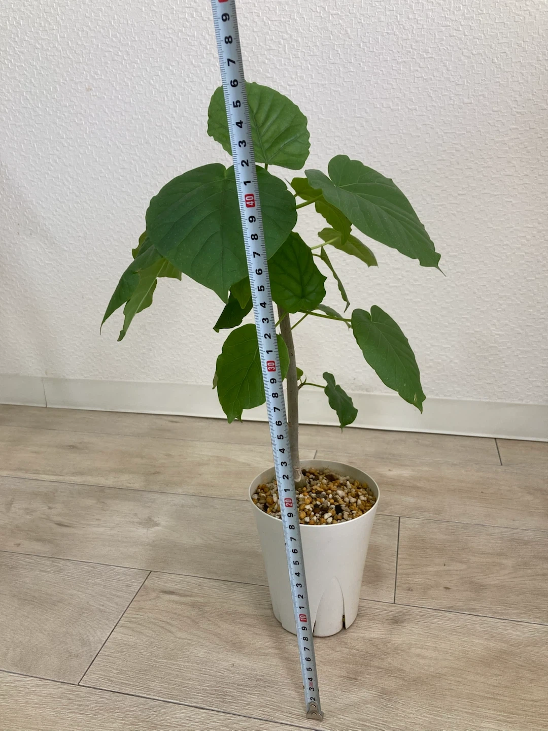 フィカス ウンベラータ 観葉植物 高さ46cmの写真6枚目