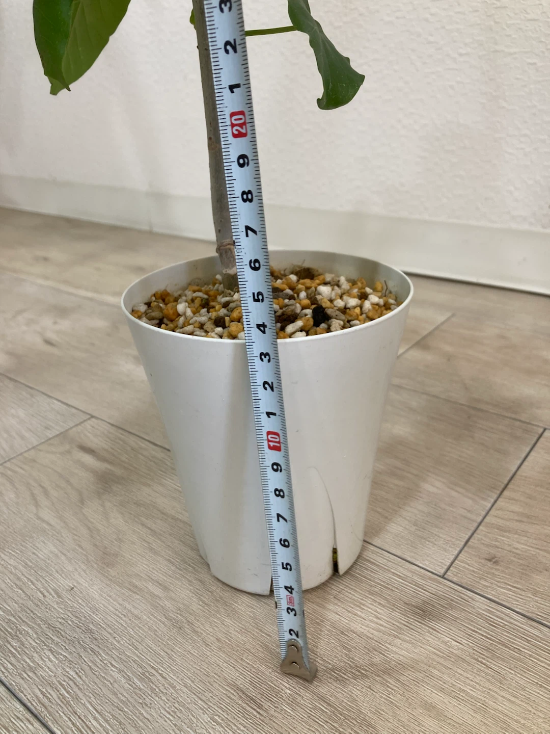 フィカス ウンベラータ 観葉植物 高さ46cmの写真7枚目