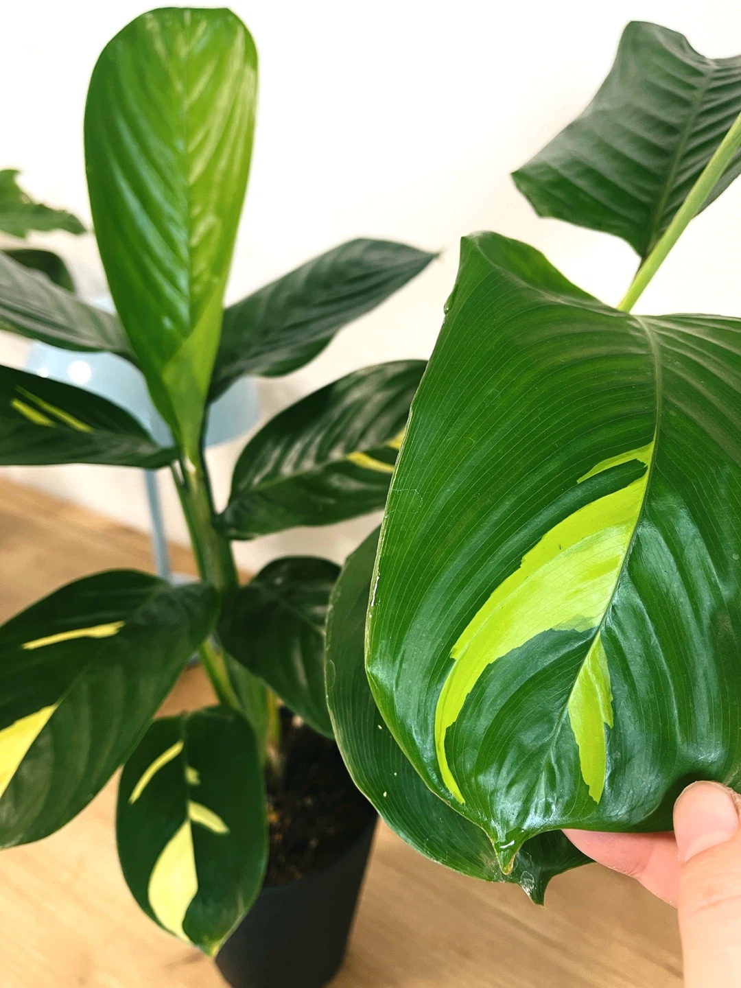 クテナンテ・ルベルシアナ 斑入り