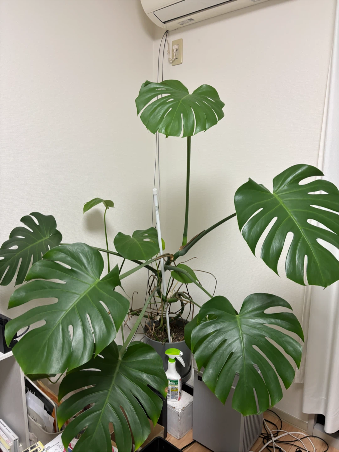 【大型植物】モンステラ 鉢,受け皿付き