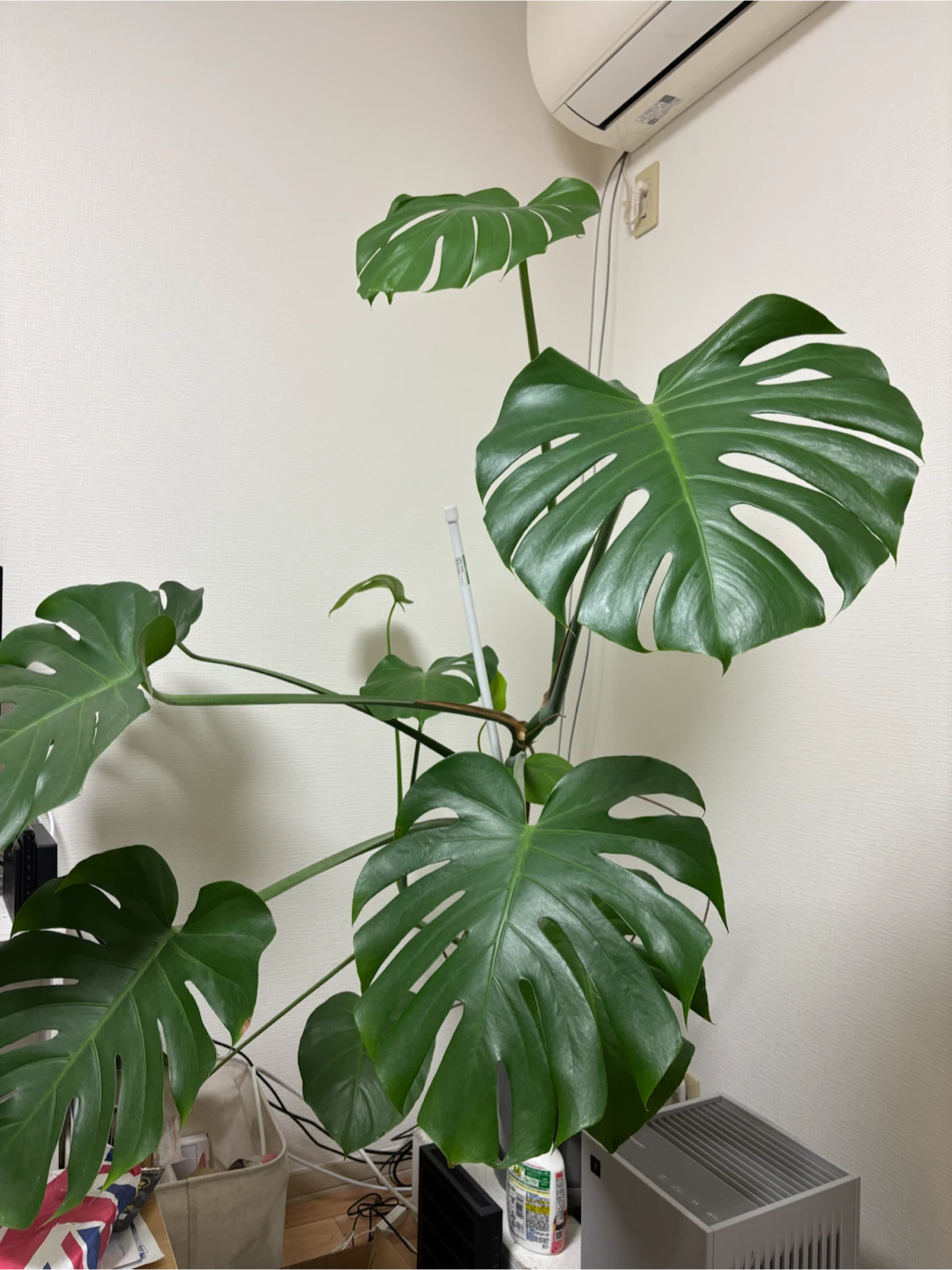 【大型植物】モンステラ 鉢,受け皿付きの写真2枚目