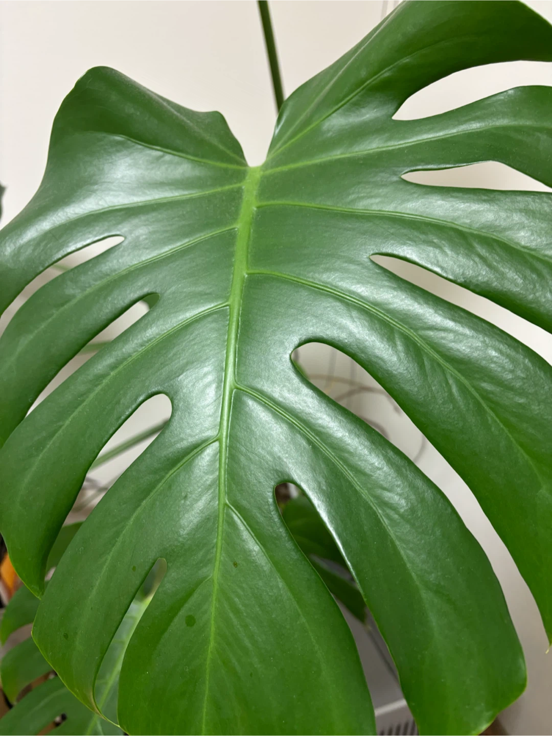 【大型植物】モンステラ 鉢,受け皿付きの写真3枚目