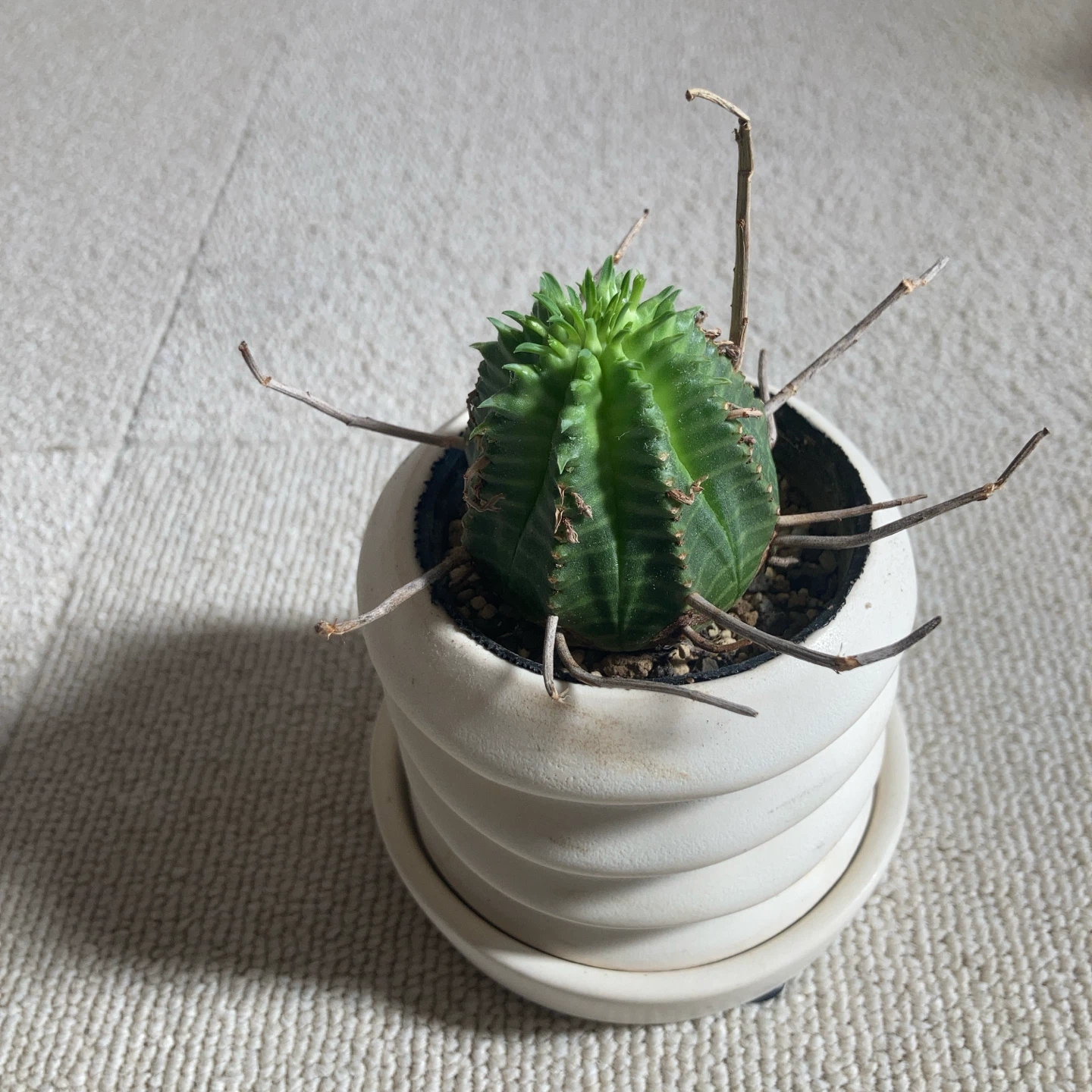多肉植物ユーフォルビア・バリダ