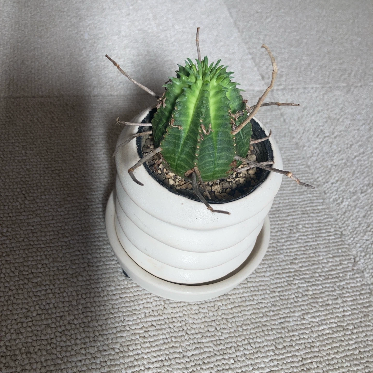 多肉植物ユーフォルビア・バリダの写真2枚目