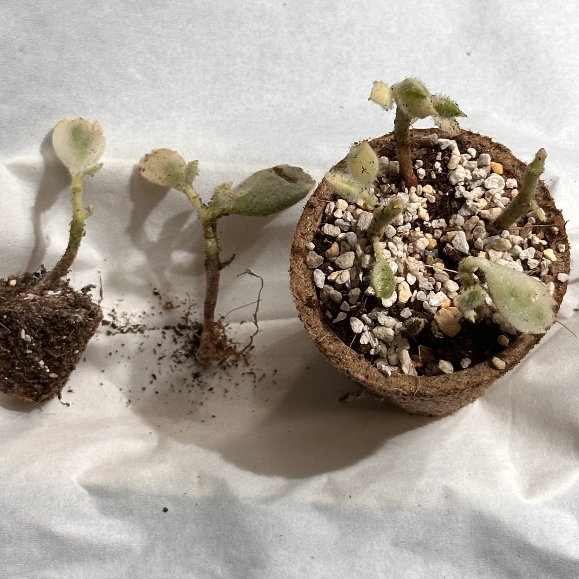 多肉植物 熊童子錦 訳ありセット