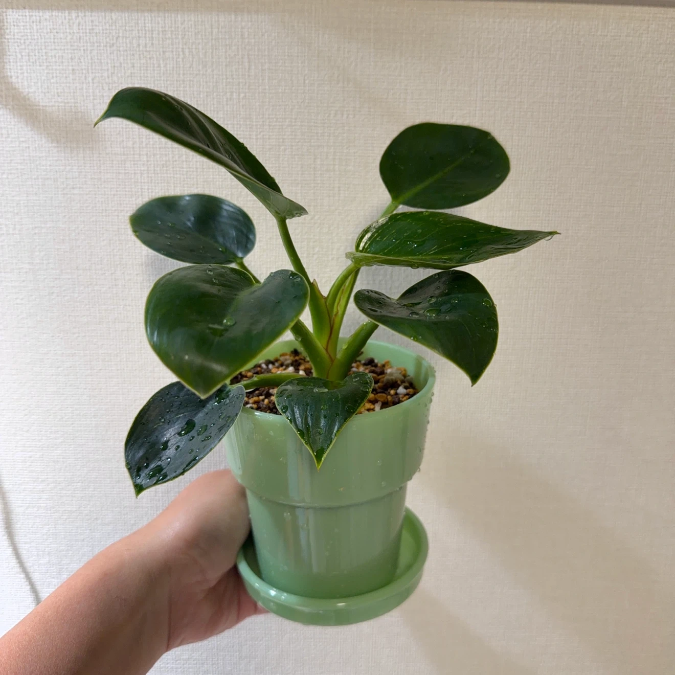 観葉植物 フィロデンドロン 鉢&鉢底皿付き