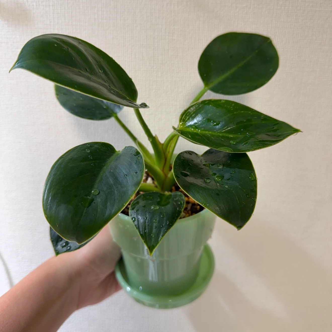 観葉植物 フィロデンドロン 鉢＆鉢底皿付きの写真2枚目