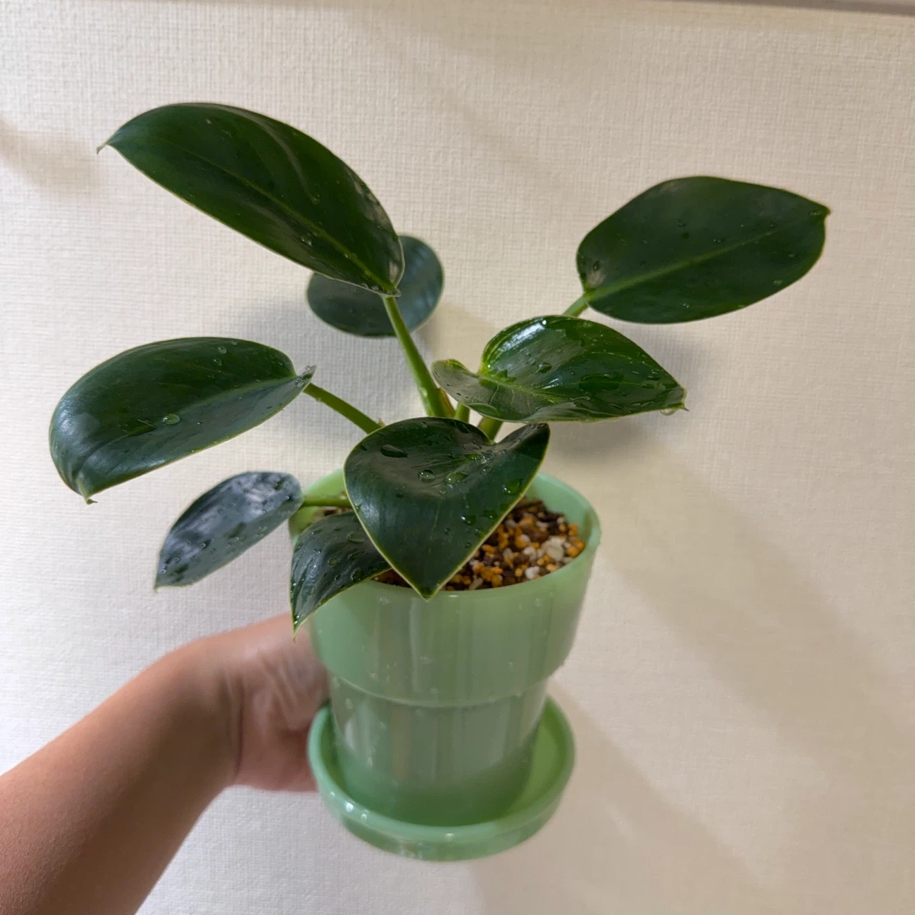観葉植物 フィロデンドロン 鉢&鉢底皿付きの写真3枚目