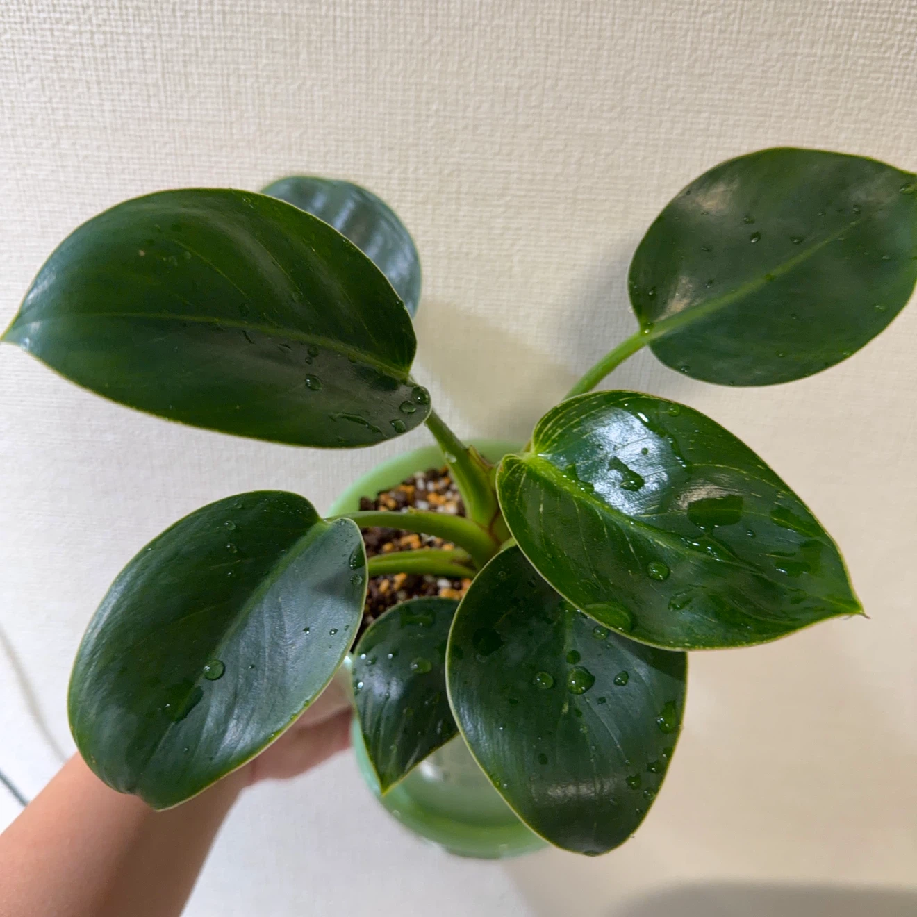 観葉植物 フィロデンドロン 鉢＆鉢底皿付きの写真4枚目