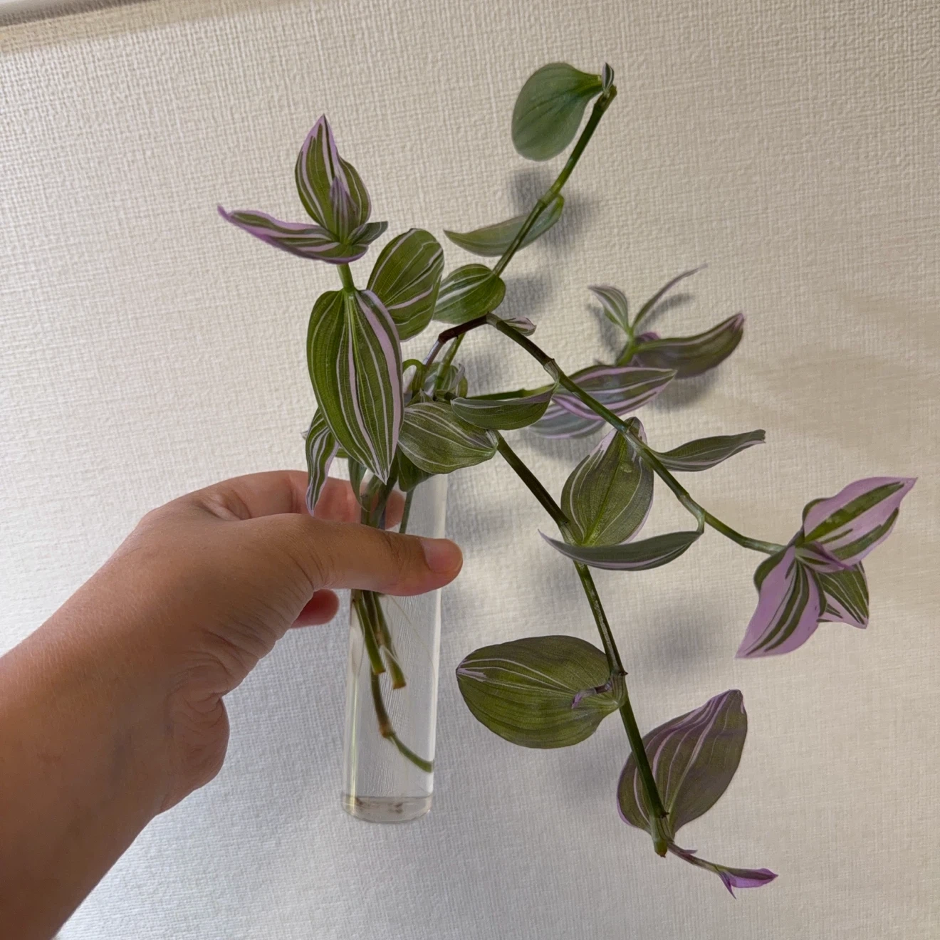 観葉植物 フィロデンドロン 鉢&鉢底皿付きの写真5枚目