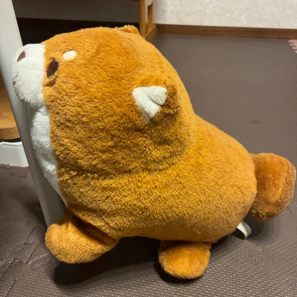 柴犬もちしばの写真2枚目
