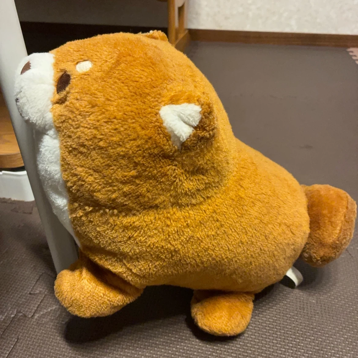 柴犬もちしばの写真2枚目