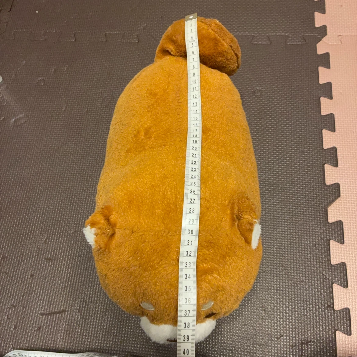 柴犬もちしばの写真4枚目