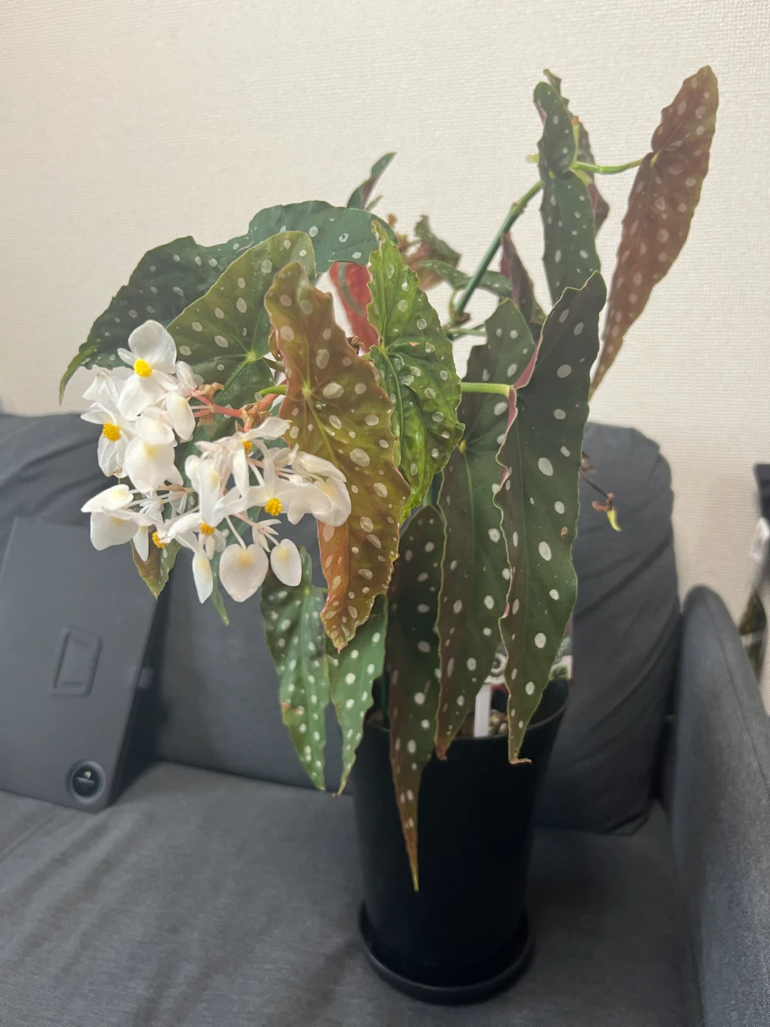 【観葉植物】ベゴニア マクラータの写真6枚目
