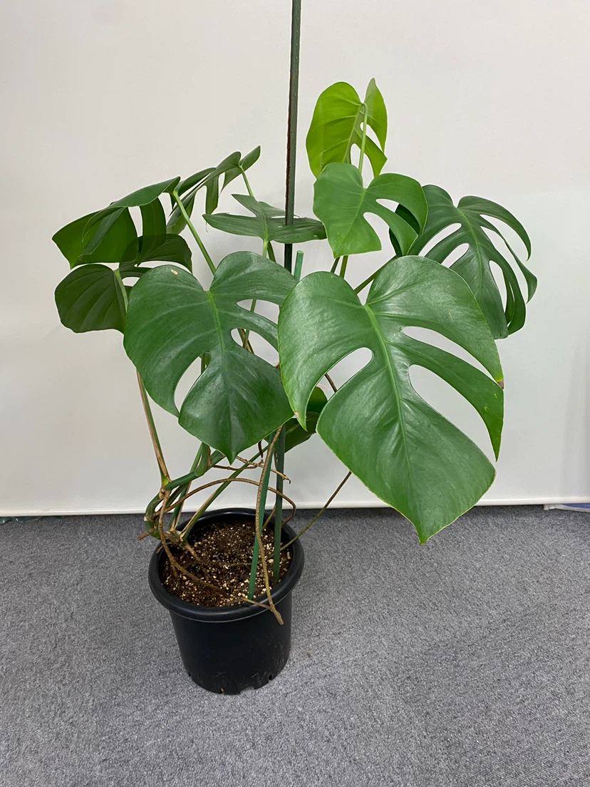 モンステラ 観葉植物