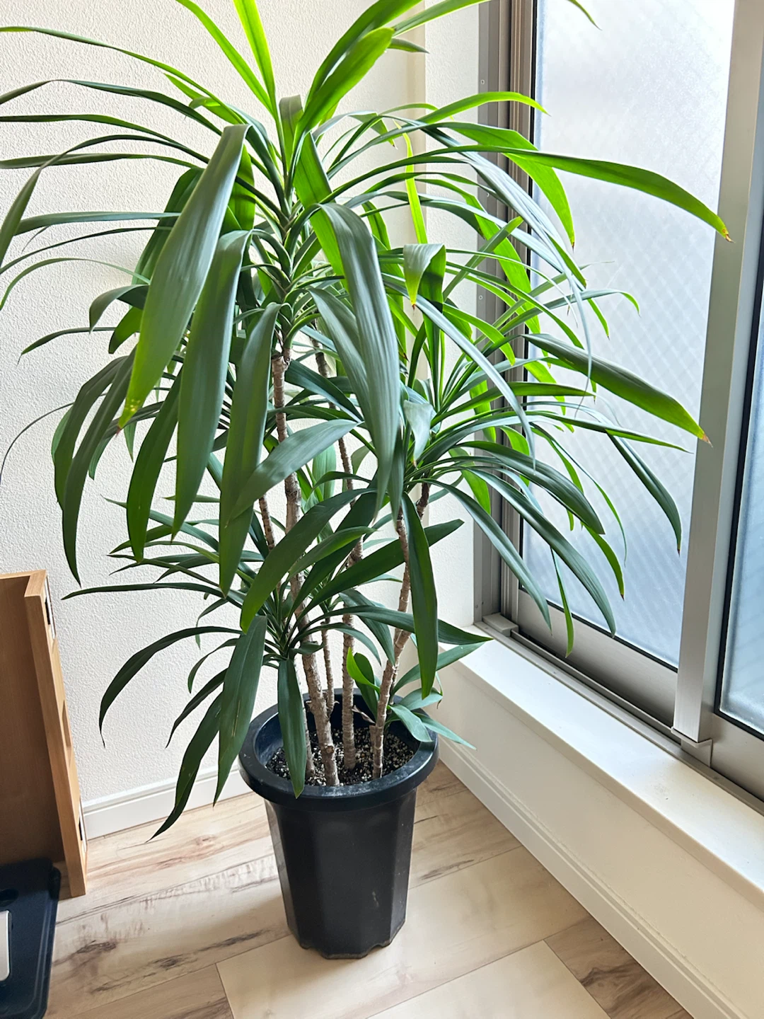 ドラセナ 観葉植物 黒鉢付き