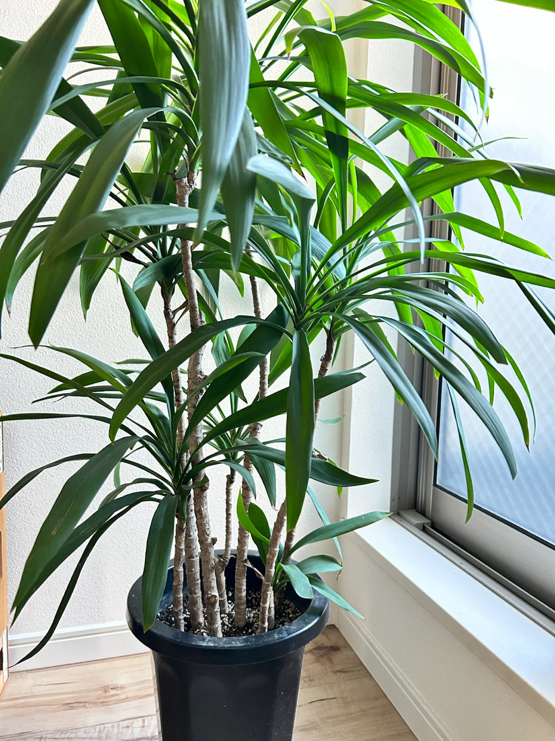 ドラセナ 観葉植物 黒鉢付きの写真2枚目