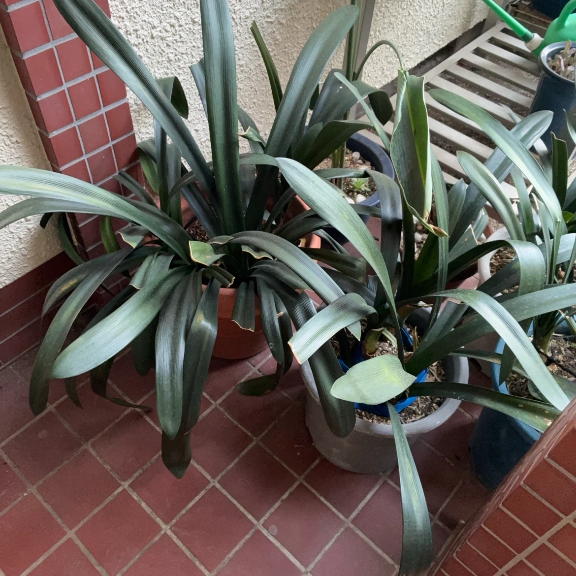 君子蘭 鉢植え 複数セットの写真2枚目