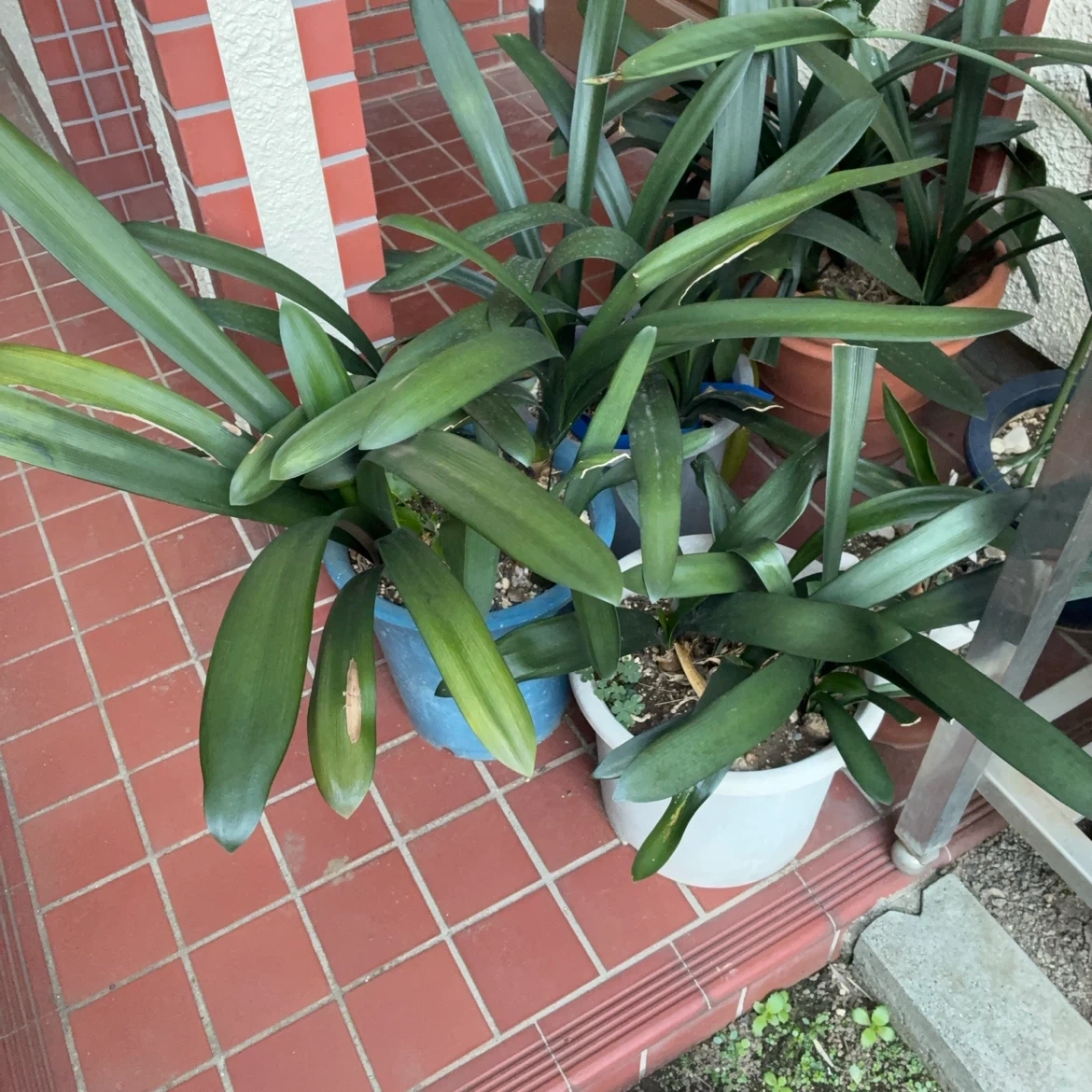 君子蘭 鉢植え 複数セットの写真3枚目