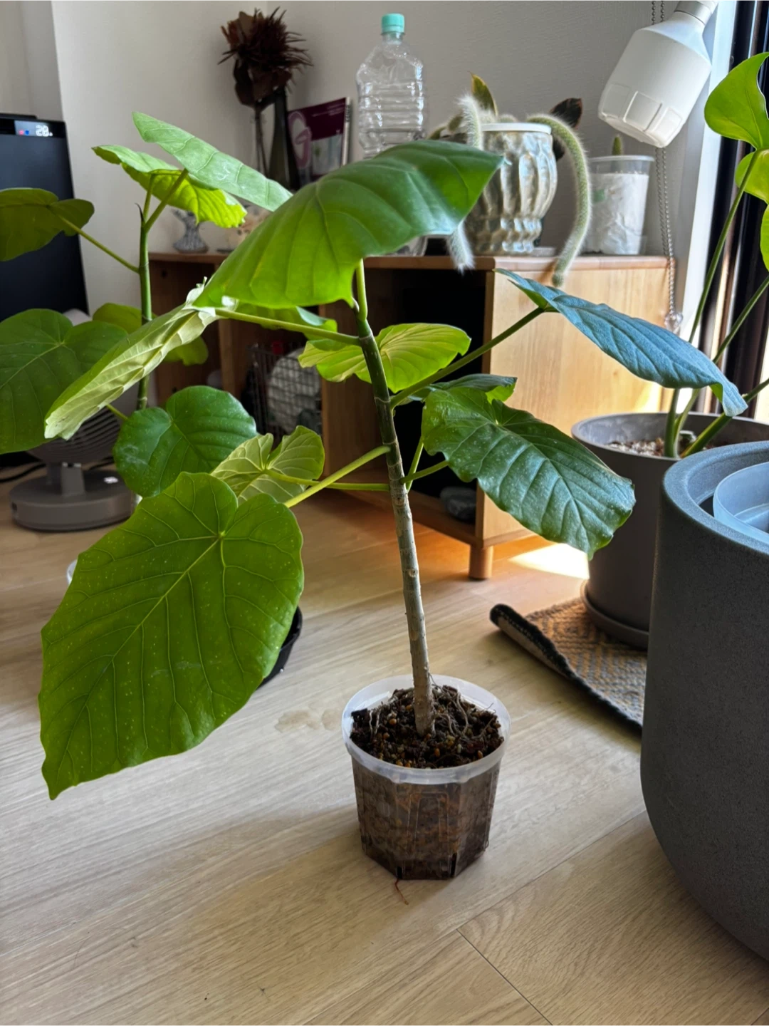 フィカス・ウンベラータ 観葉植物