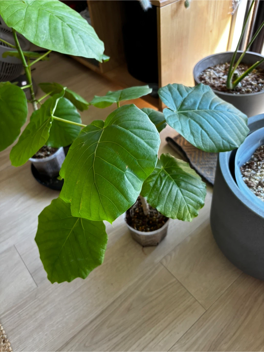 フィカス・ウンベラータ 観葉植物の写真2枚目