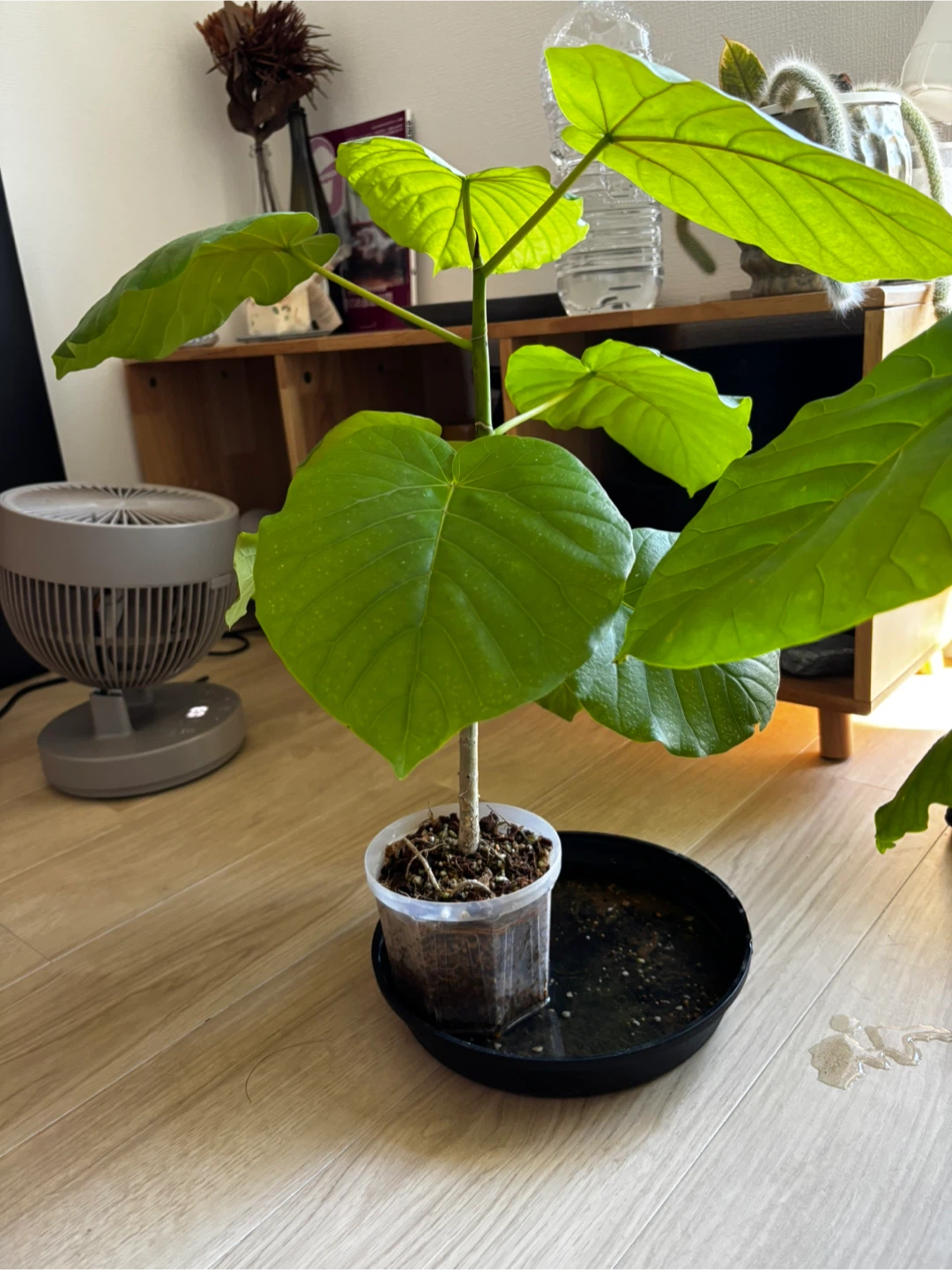 フィカス ウンベラータ 観葉植物