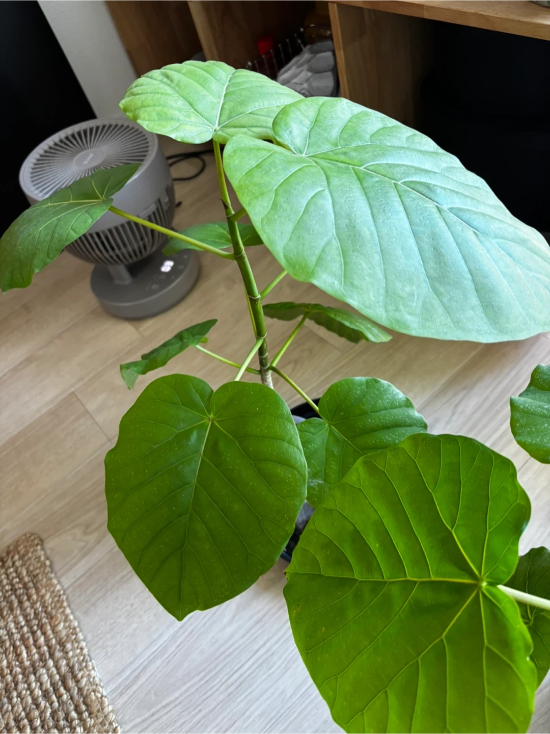 フィカス ウンベラータ 観葉植物の写真2枚目