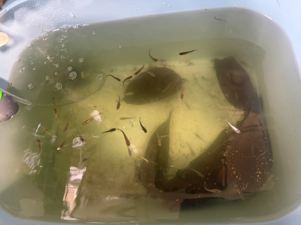 ✨メダカ 🐠🐟🐡ラメ、ミックス幼魚、若魚、成魚 ✨