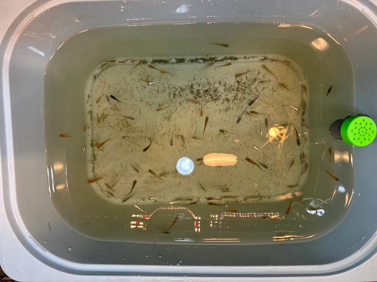✨メダカ 🐠🐟🐡ラメ、ミックス幼魚、若魚、成魚 ✨の写真2枚目