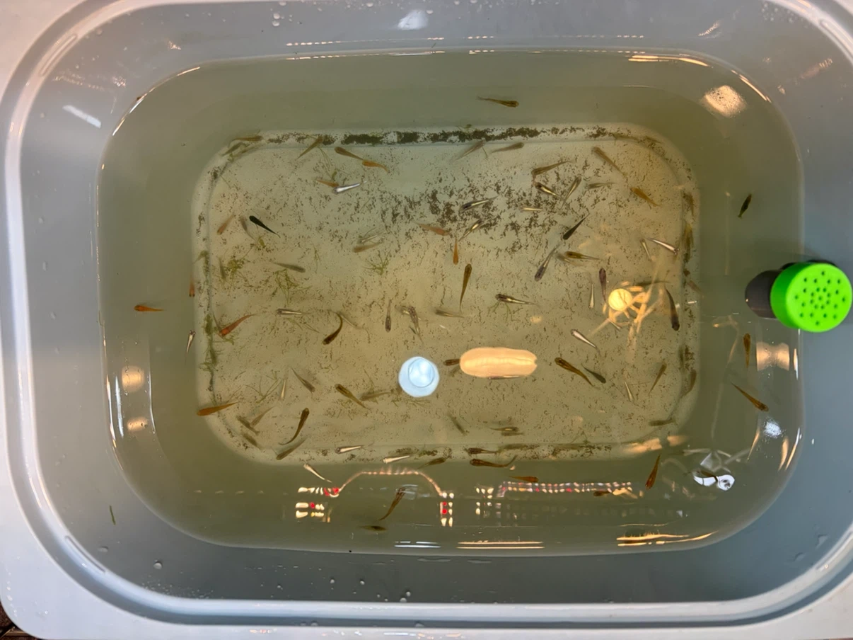 ✨メダカ 🐠🐟🐡ラメ、ミックス幼魚、若魚、成魚 ✨の写真2枚目