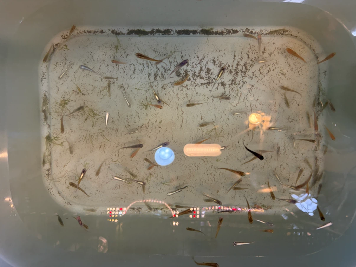 ✨メダカ 🐠🐟🐡ラメ、ミックス幼魚、若魚、成魚 ✨の写真3枚目