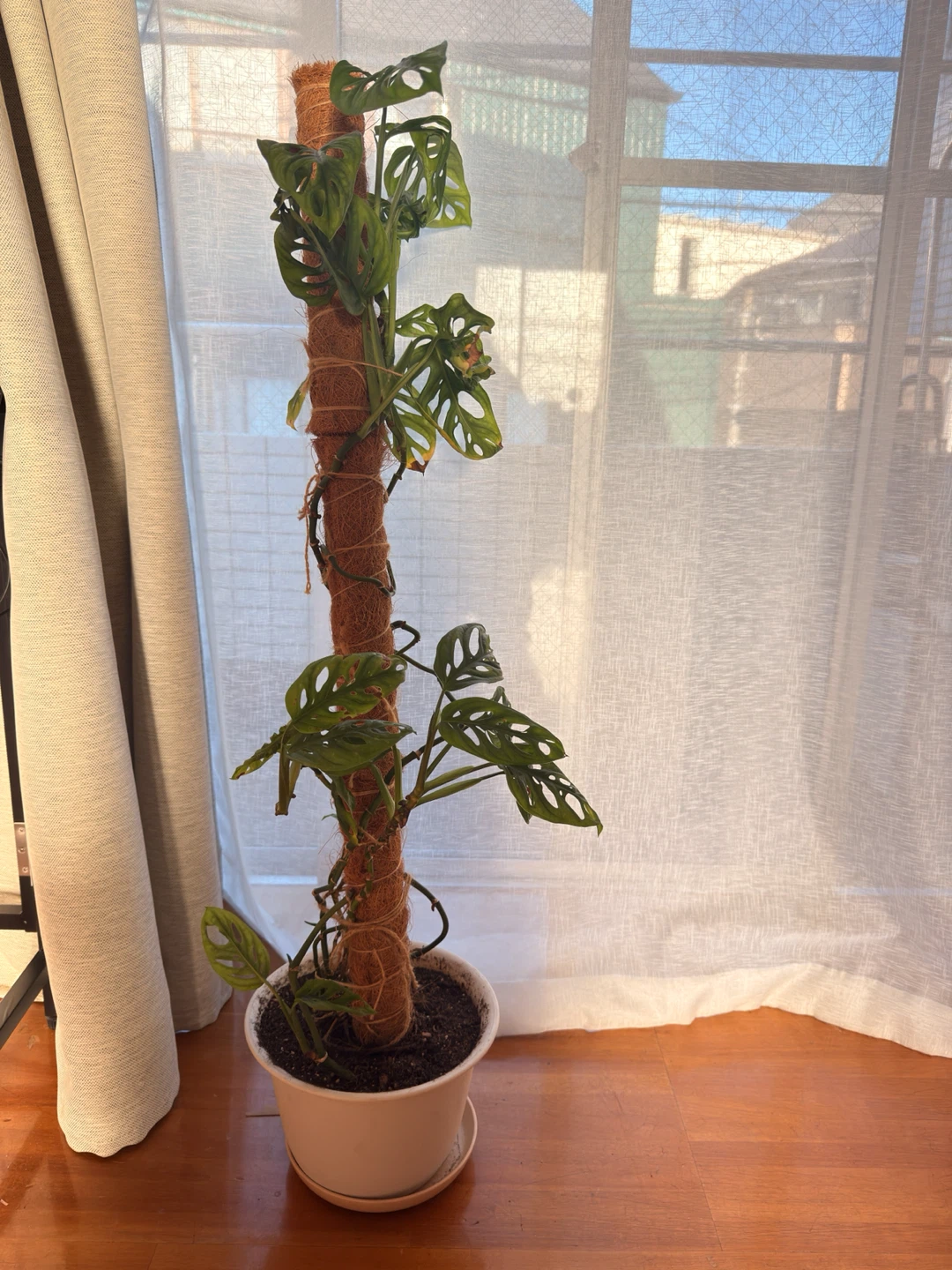 モンステラ マドカズラ 観葉植物