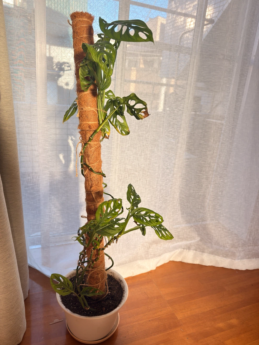 モンステラ マドカズラ 観葉植物の写真2枚目