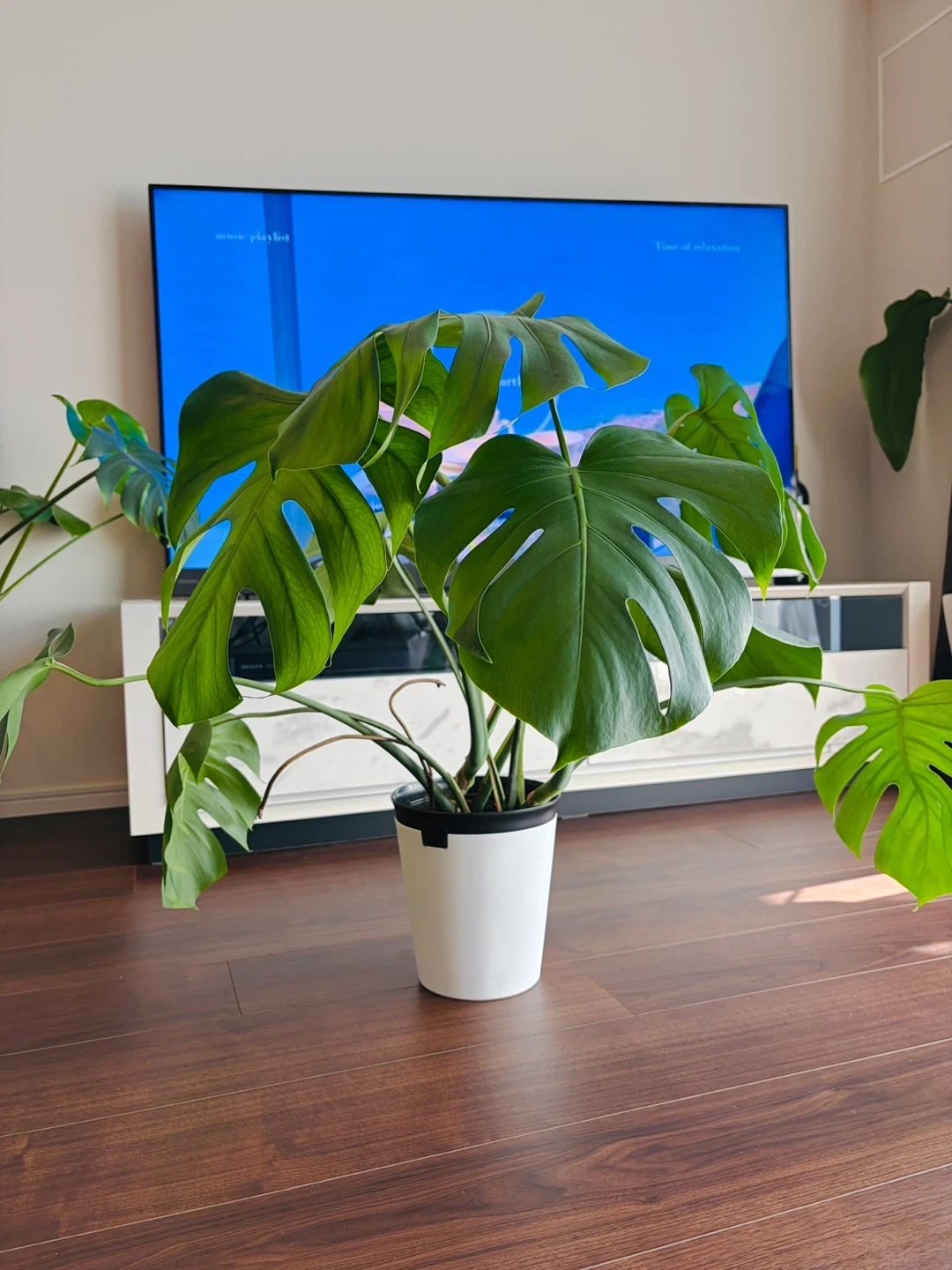 ◆モンステラ◆観葉植物