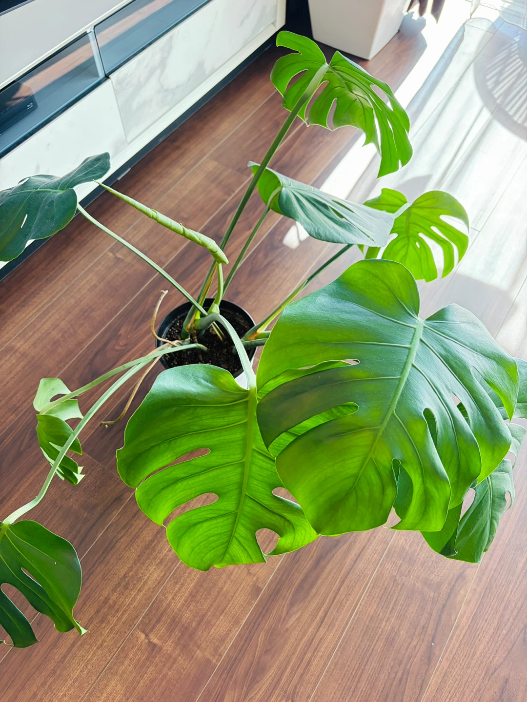 ◆モンステラ◆観葉植物の写真2枚目