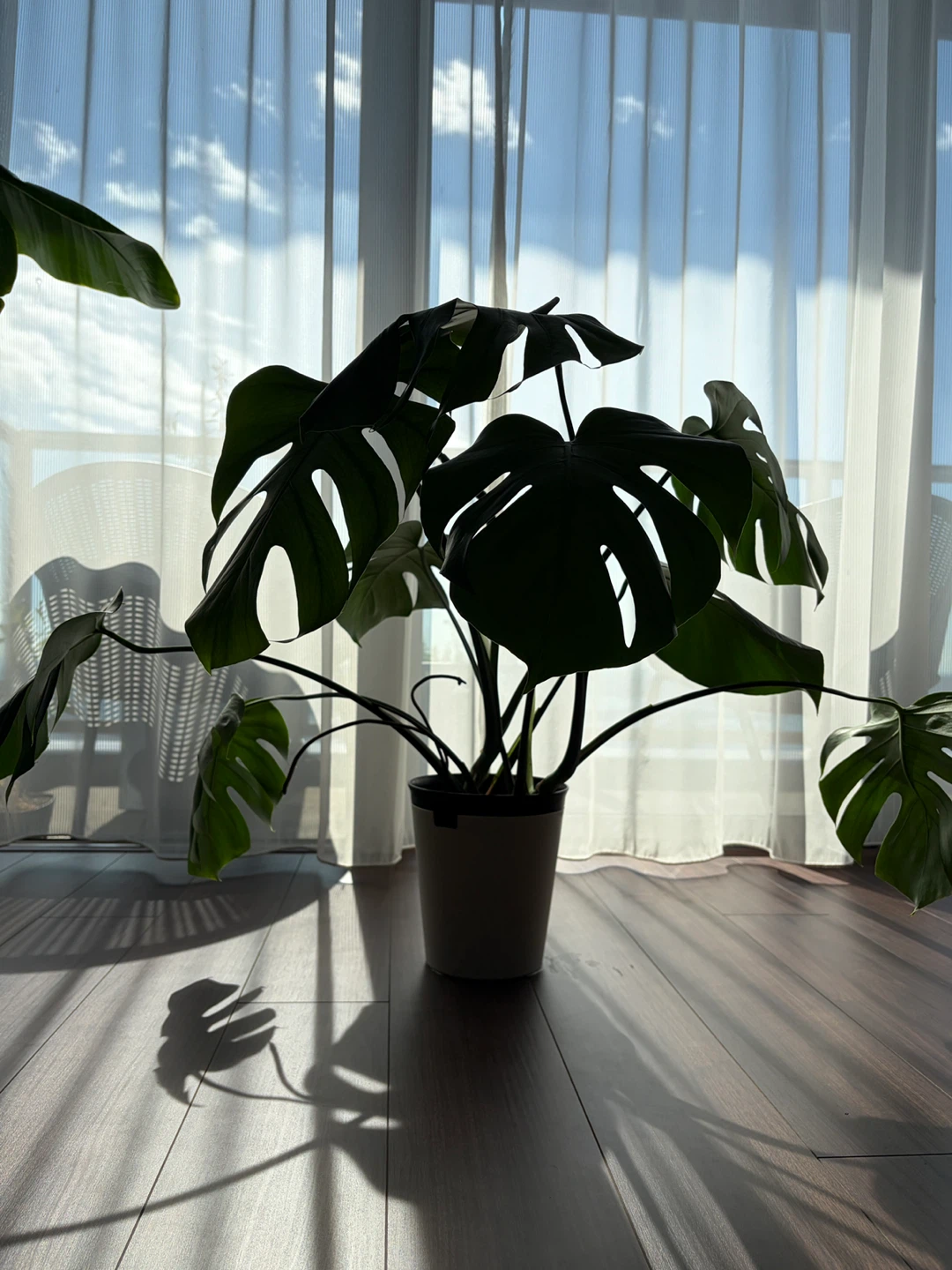 ◆モンステラ◆観葉植物の写真3枚目