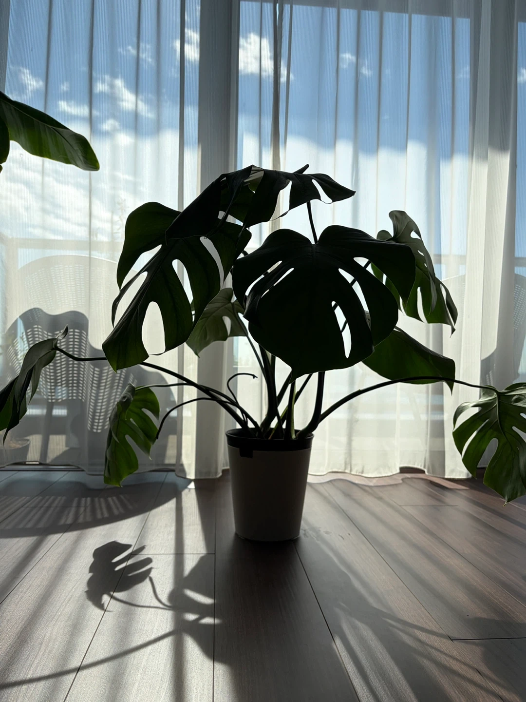 ◆モンステラ◆観葉植物の写真3枚目